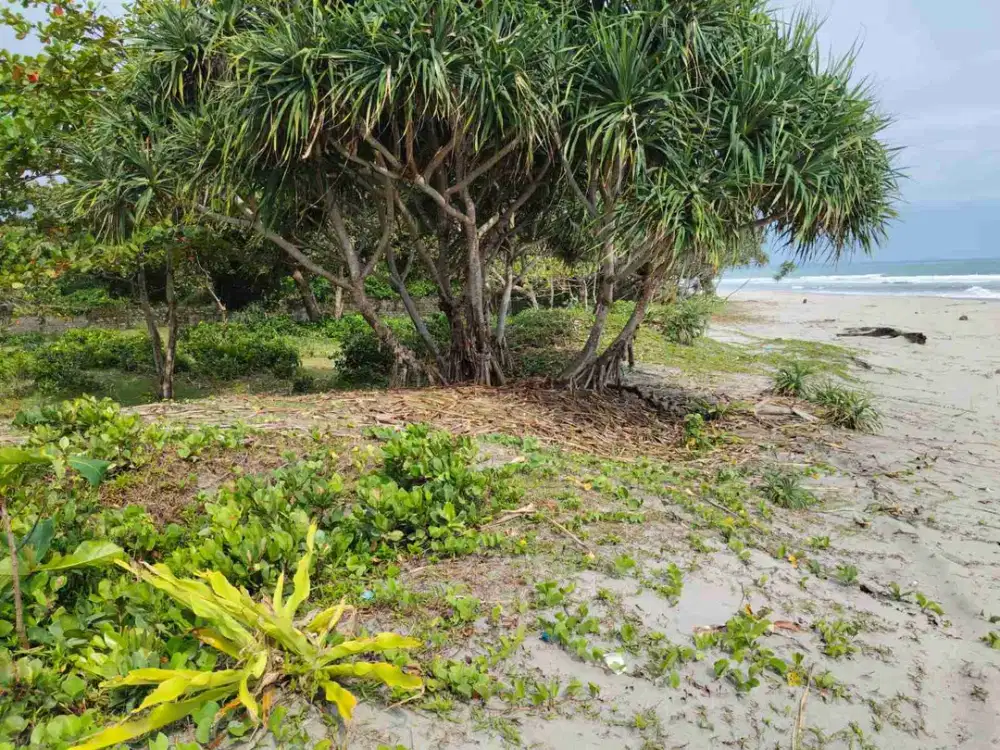 tanah 6000 meter  pinggir pantai krui pesisir barat