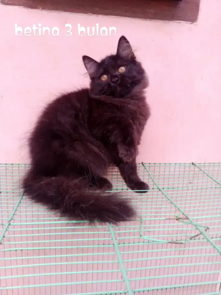 Kucing Persia medium