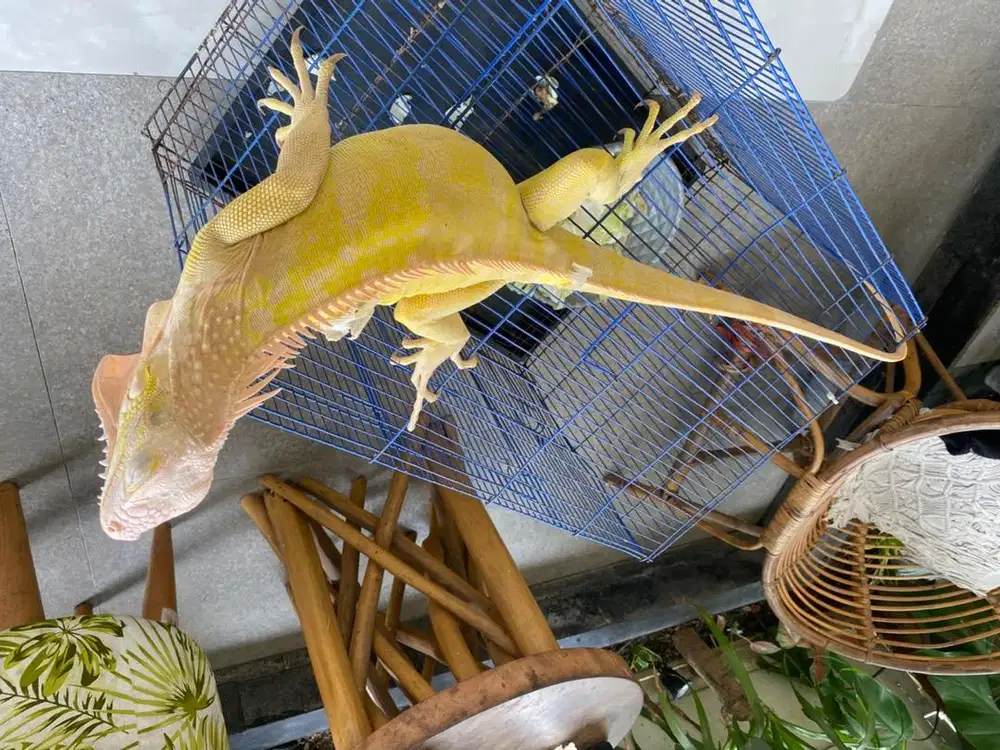 Jual mumer iguana albino mulus istimewah