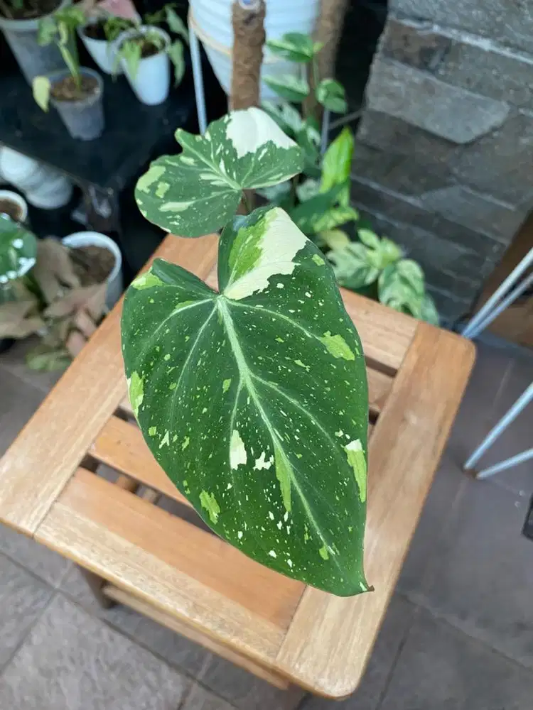 Tanaman Philodendron Gloriosum Tri Color