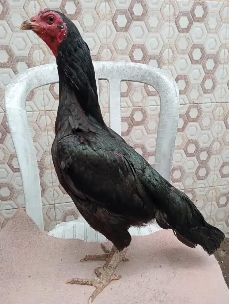 Ayam betina Bangkok silangan  Mangon berjalu