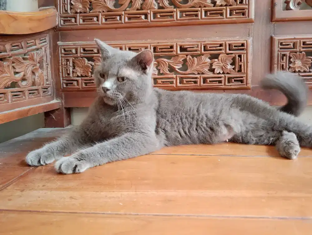 British short hair BSH betina