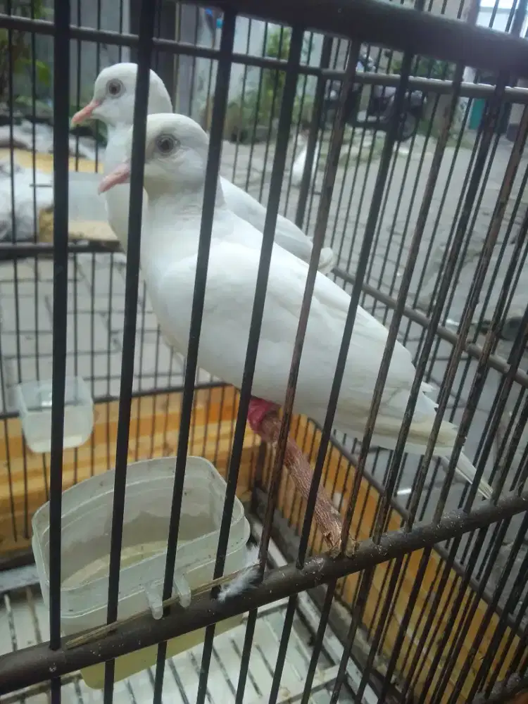 PUTER MATA MERAH SEPASANG RESMI SUDAH PRODUKSI 350 AJA ANGKUT TU NET