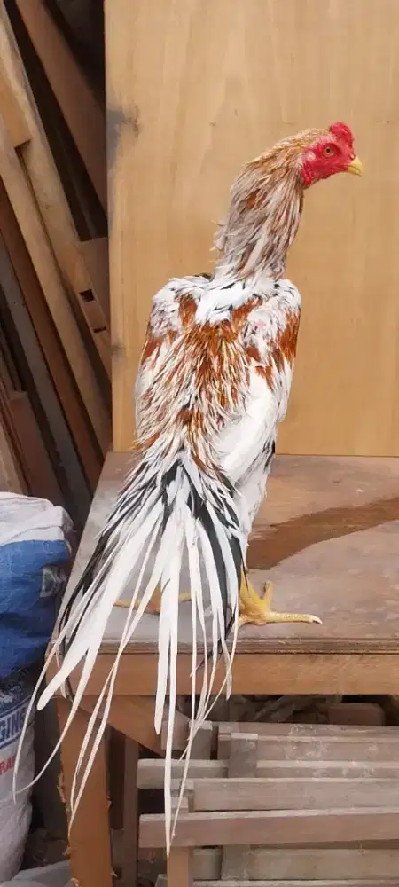 Ayam hias ekor lidi umur 5 bulan