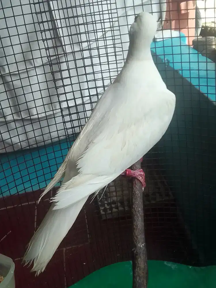 PUTER GACOR PAGI SIANG SORE MLM 250 AJA NET BURJA