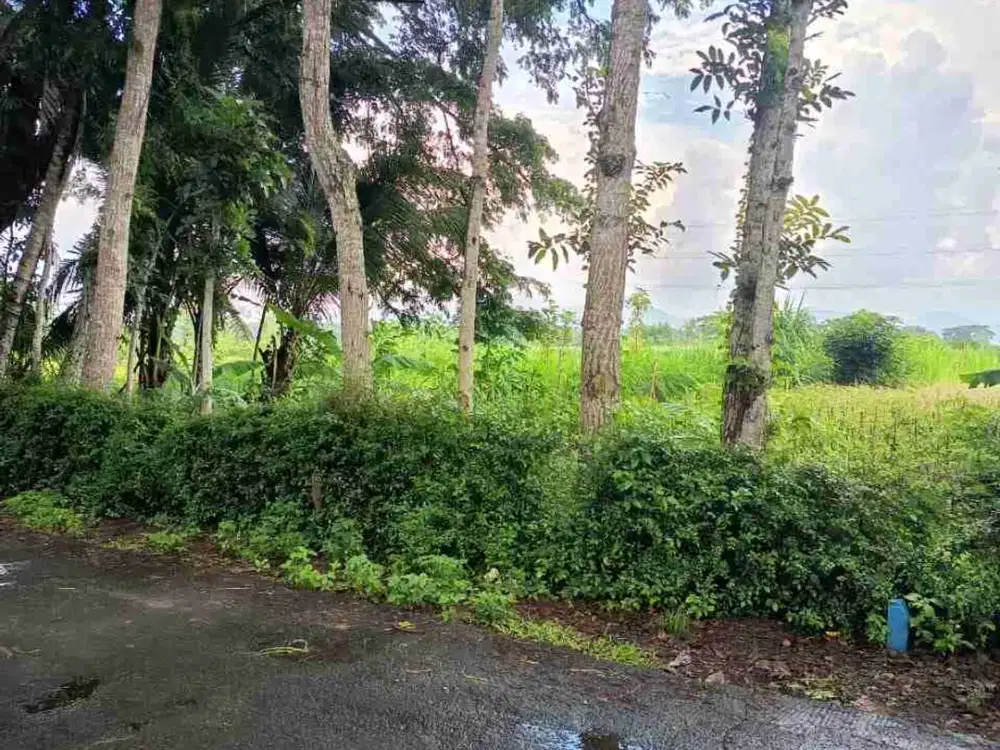 JUAL TANAH DI SOGAN WATES KULONPROGO VIEW SAWAH