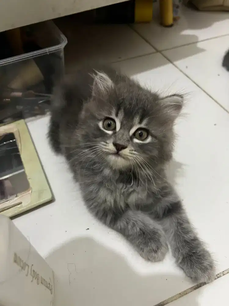 Open Adopsi Kucing Persia Medium