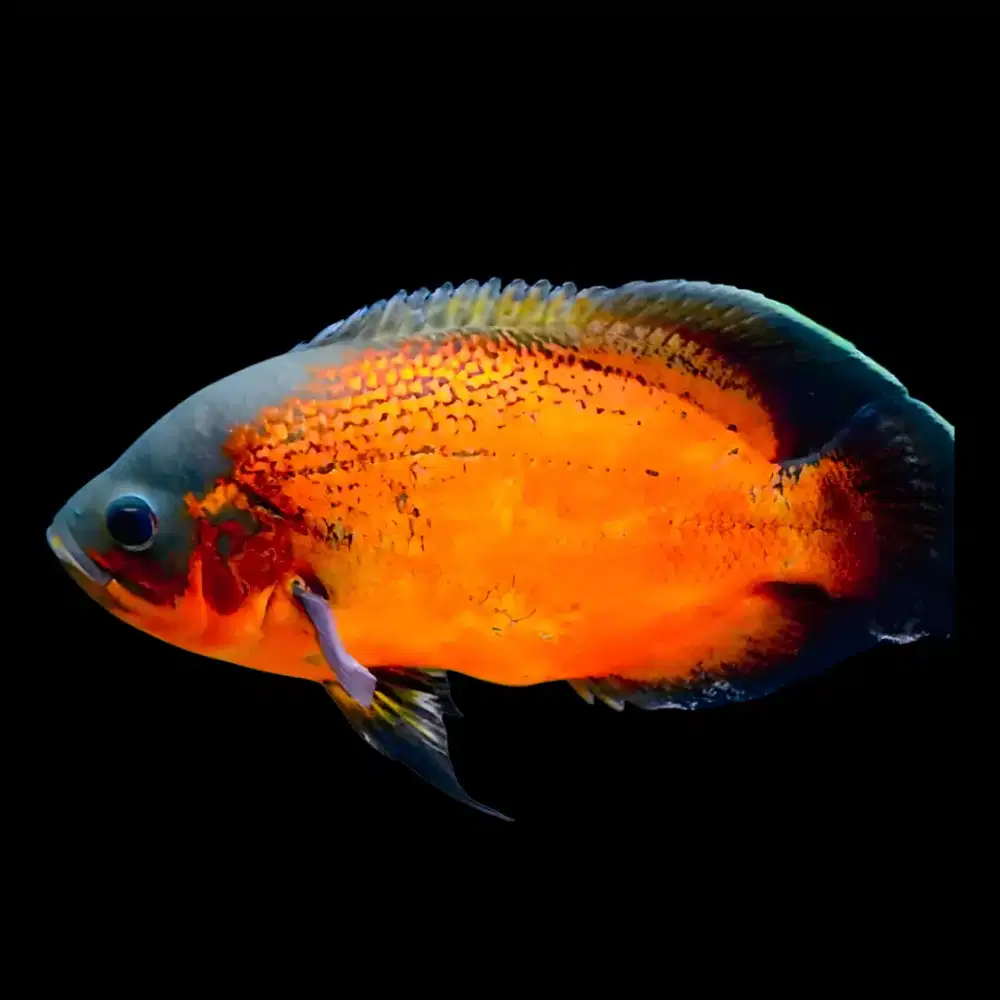 Oscar Paris Tembaga Big Size 6 Jari MURAH