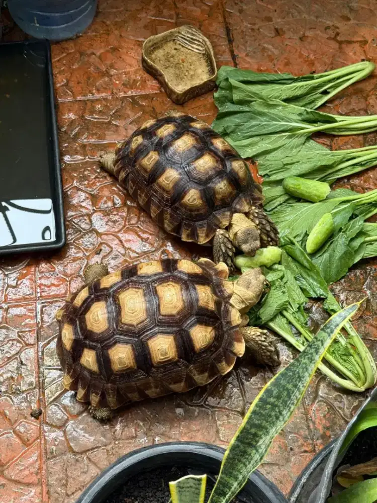 Dijual Kura kura Sulcata