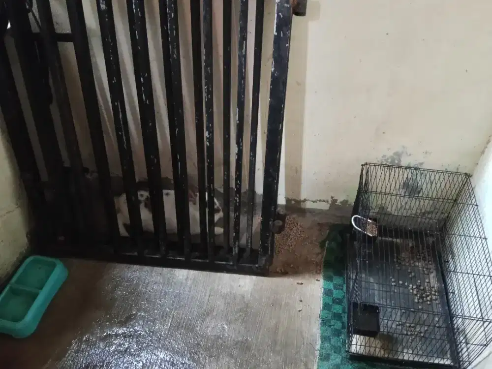 Kelinci sedang dan kandangnya