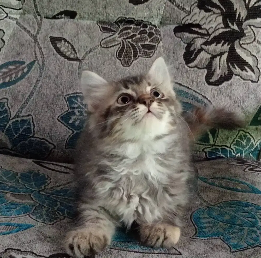 Kitten 2,5 bulan, persia bulu kapas