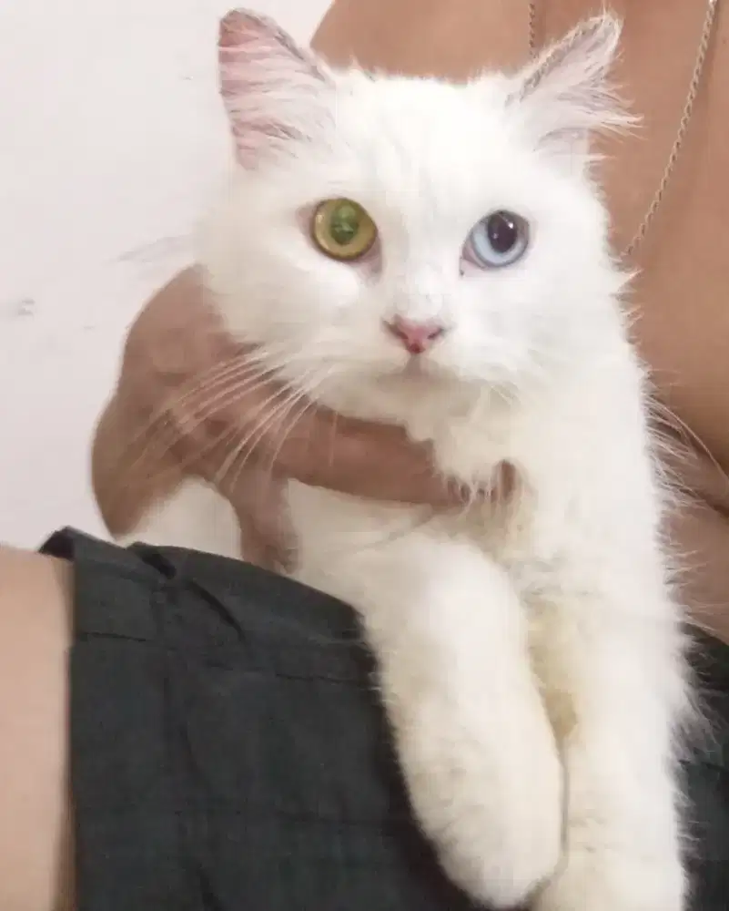 Kucing mix anggora