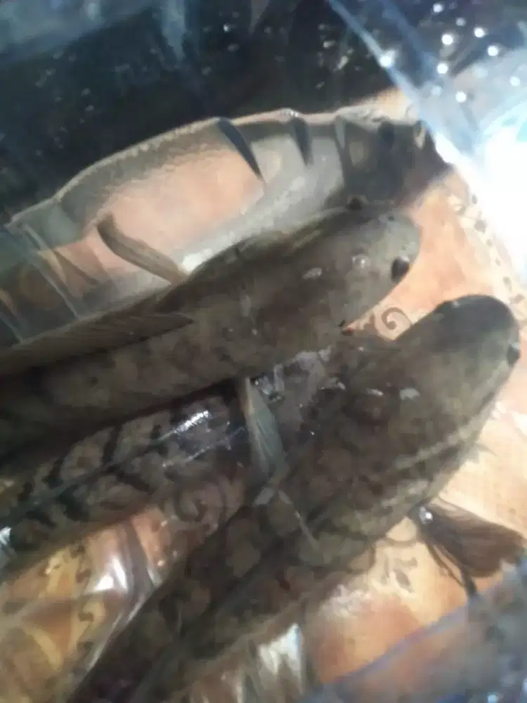 Gabus dan belut hidup