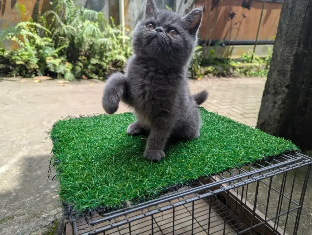 Kucing persia exotic