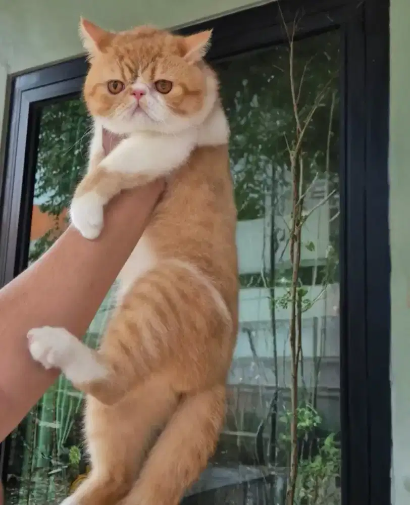 Peaknose EXO Shorthair