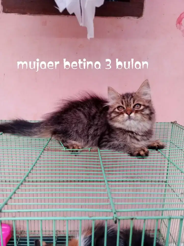 Kucing Persia medium