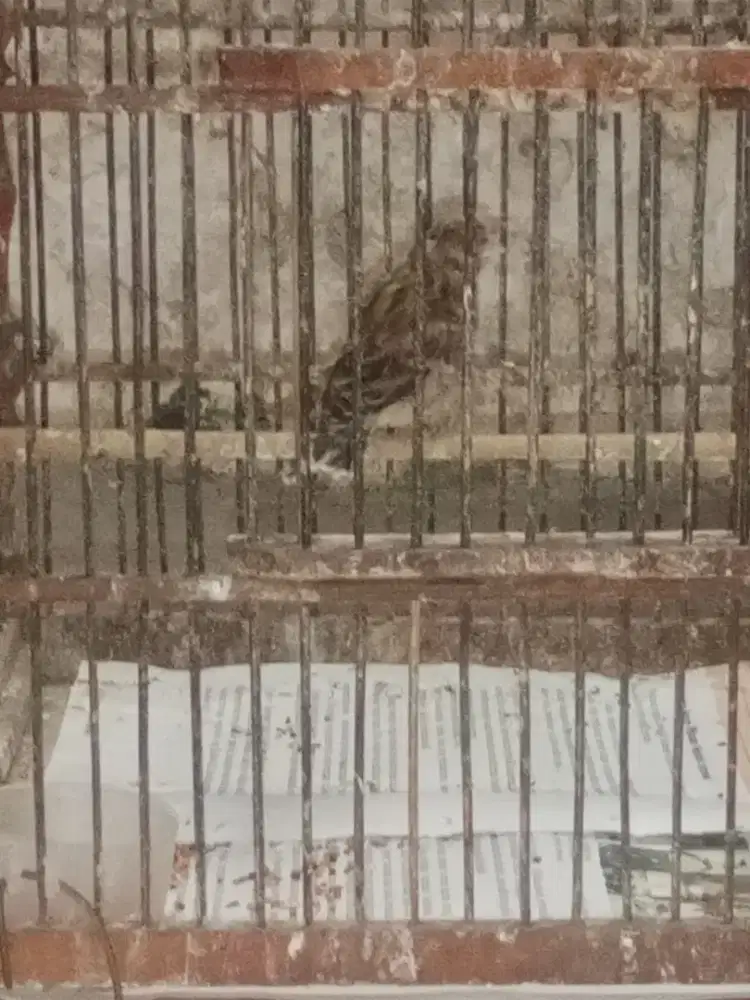 Blackthroat Boswana Betina