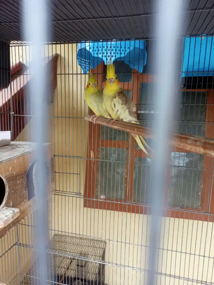 Falk (parkit australia) Sepasang