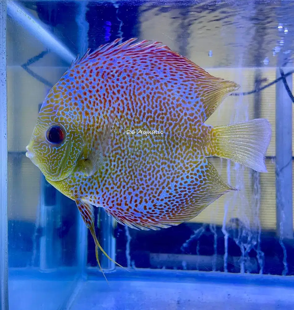 Ikan Discus Leopard Snake Skin 5 up