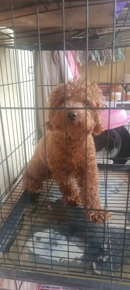 Pudle remaja 1th Betina