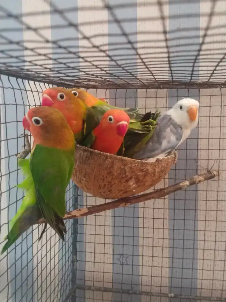 Burung lovebird warna paud