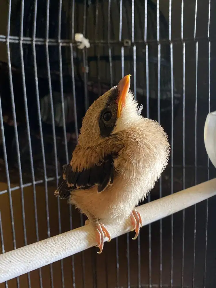 Anakan lolohan anakan tunggal cendet/pentet