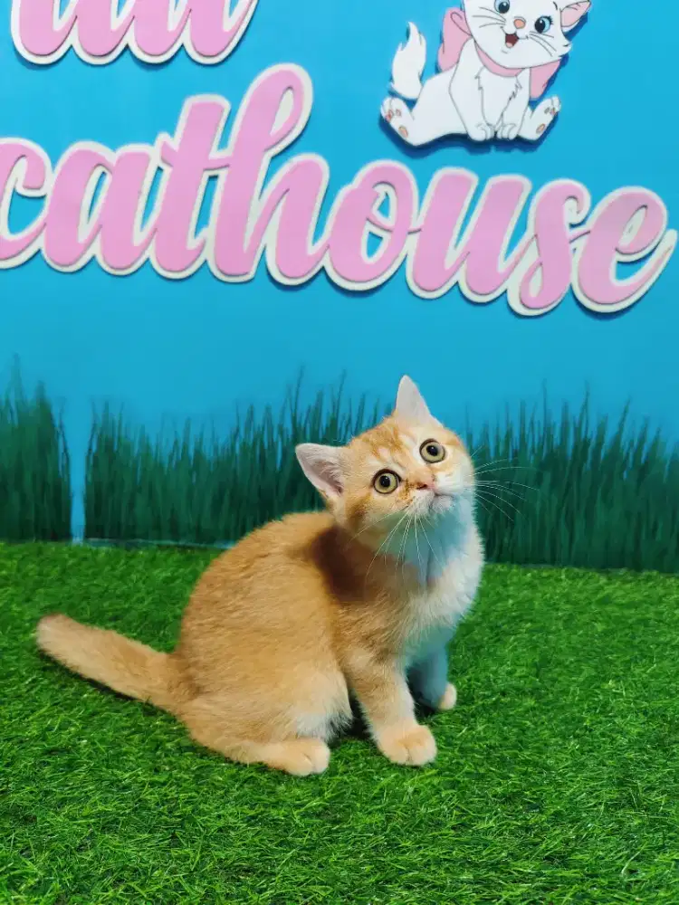 Kitten BSH Golden Line Ped Betina British Shorthair