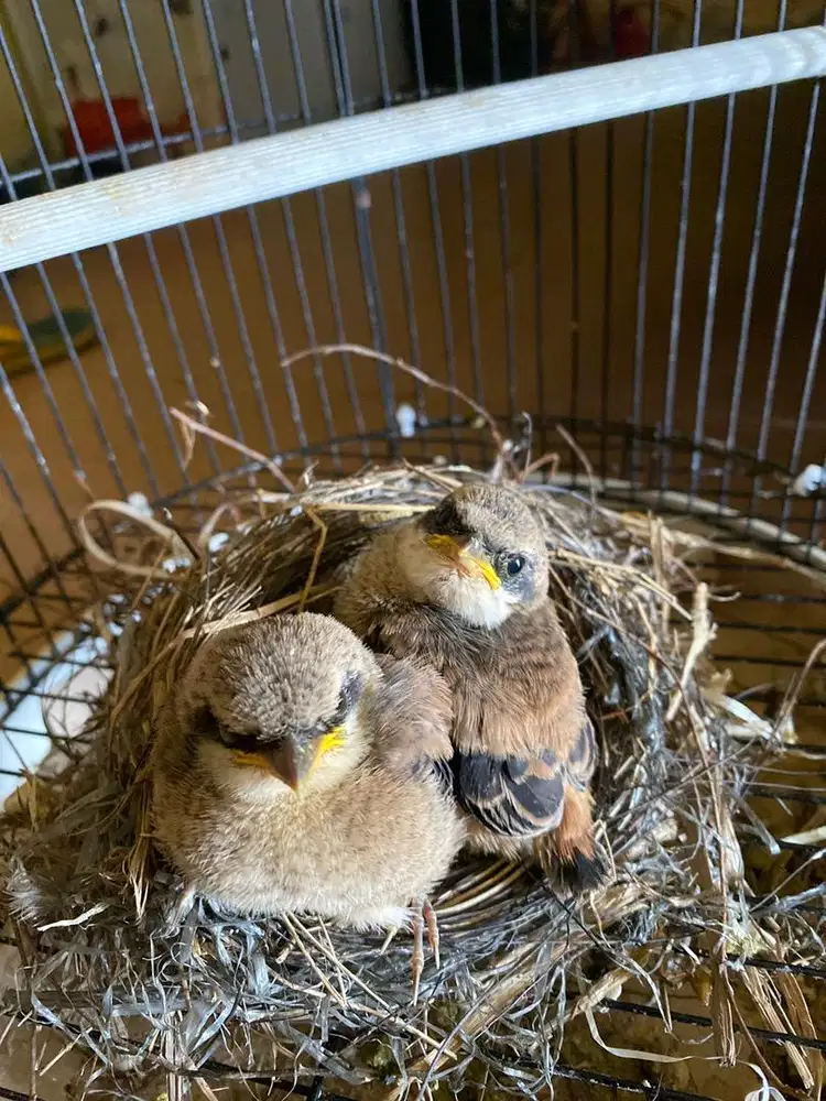 Sepasang anakan lolohan cendet/pentet