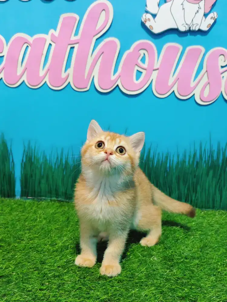 BSH Golden Line Ped Betina British Short Hair Kitten