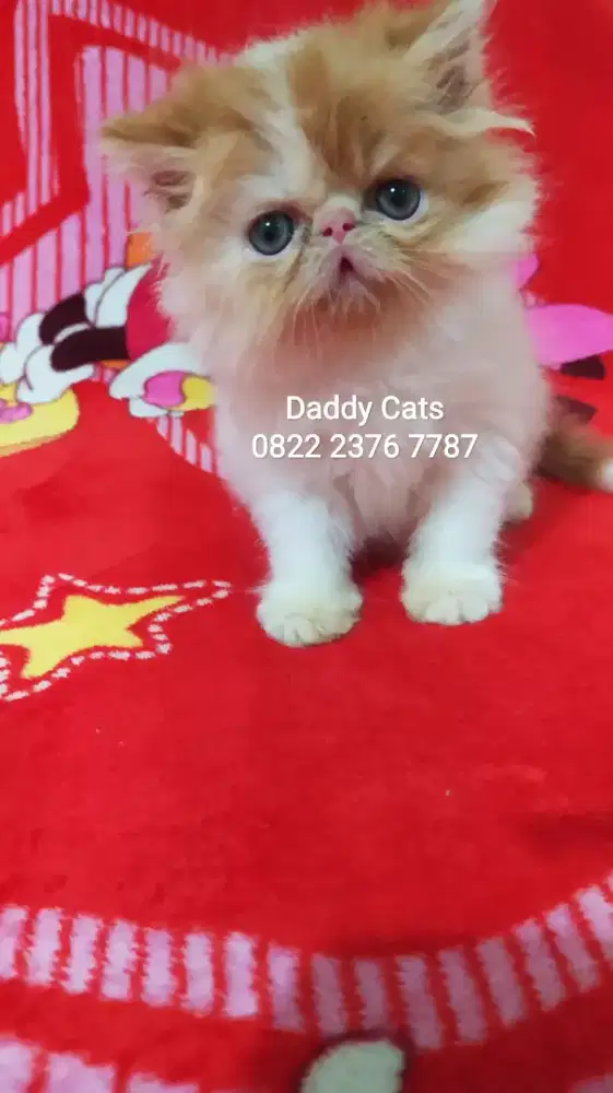Kitten Peaknose Betina 16 Sept '25 Siap Anter Sendiri Jateng