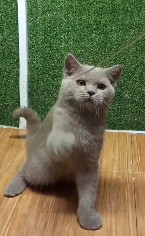 BSH Lilac Male Line Ped