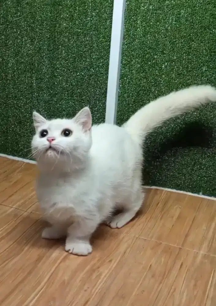 Munchkin BSH White Solid Female