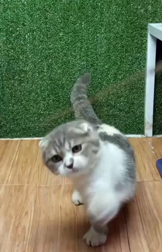 Scottish triple fold Male Line Ped