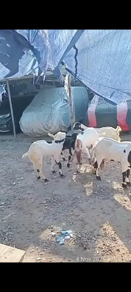 Dijual kambing etawa