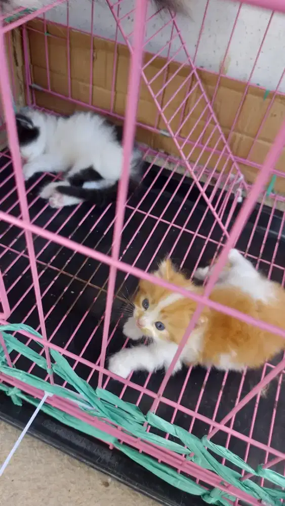 Open adopsi kitten umur 1 bulan