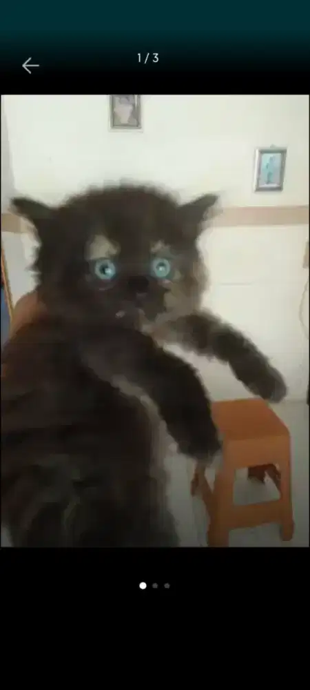 Persia janta umur 3 bln.