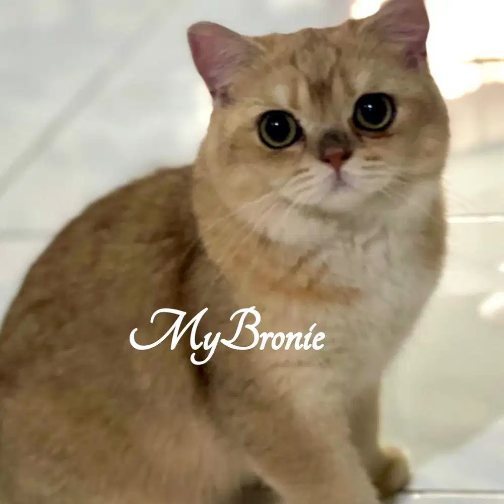 Kucing british shorthair golden ganteng murmer