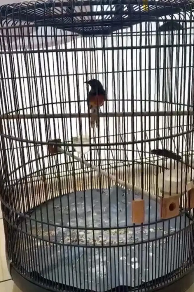 Murai batu jantan trotol