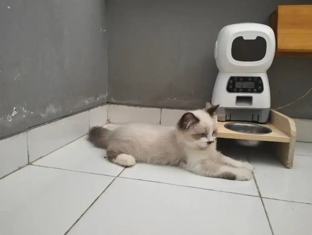 Kucing persia ragdoll himalaya betina