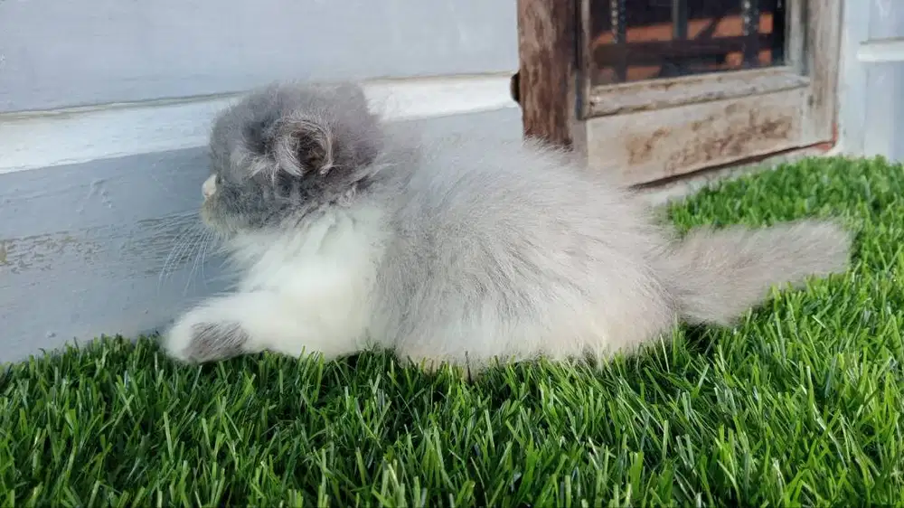 Persia jantan blue white