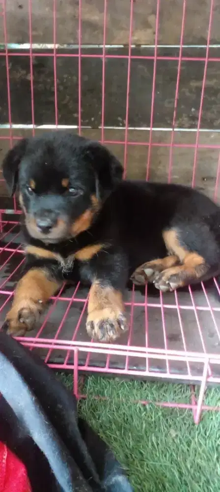 Pupies root (bandung)