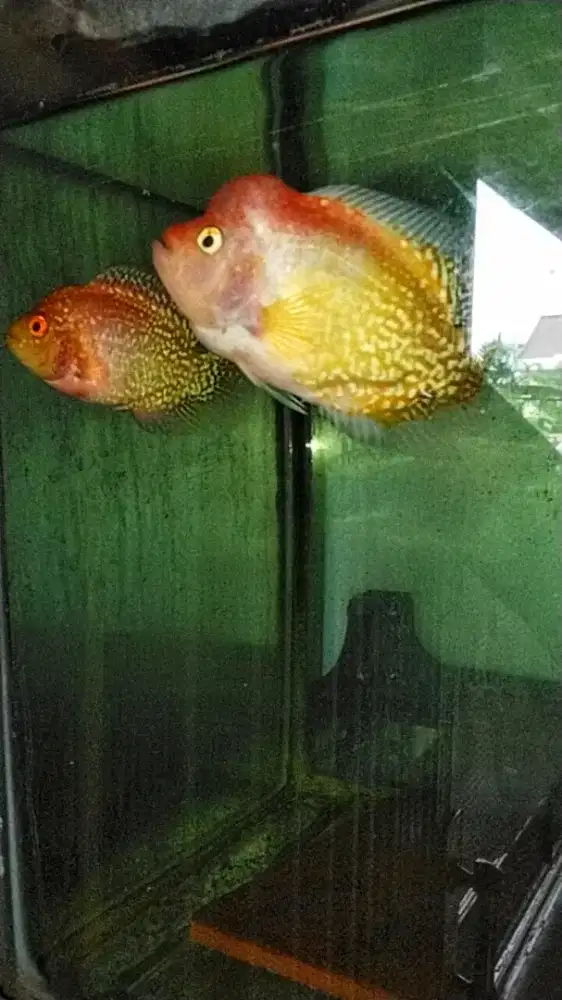 Louhan gb kamfa sepasang