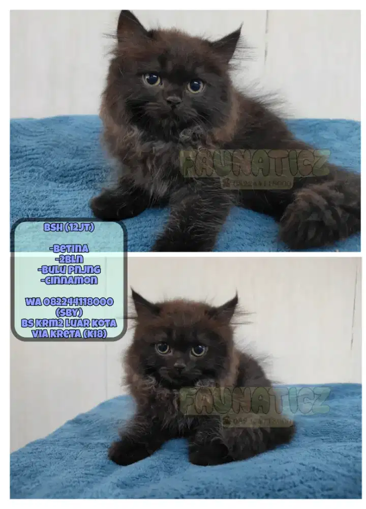 Kucing Bsh (Cinnamon)