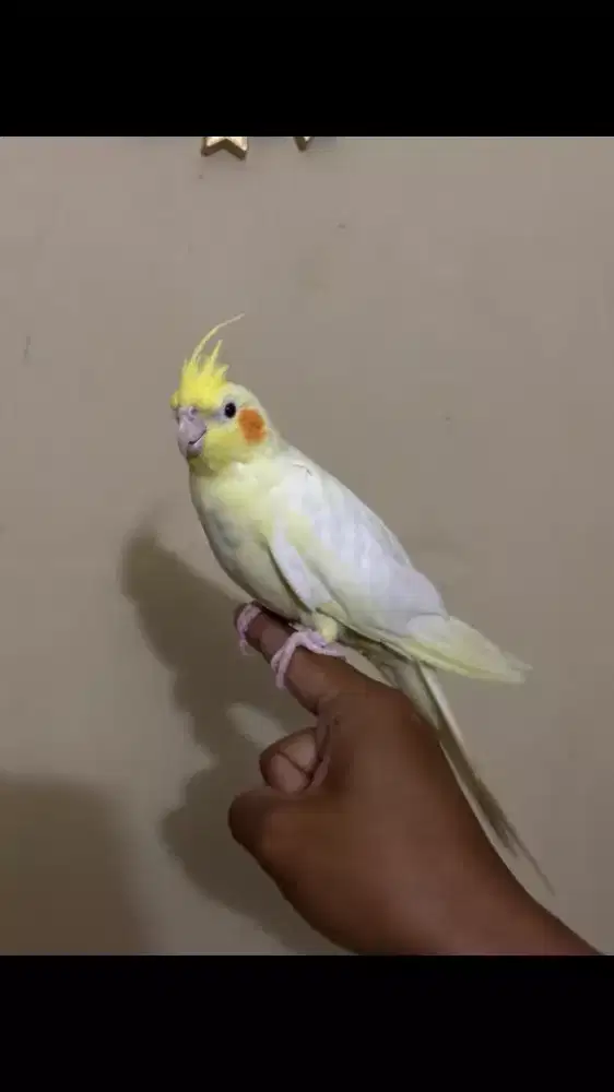 Parkit Australia Lutino MM