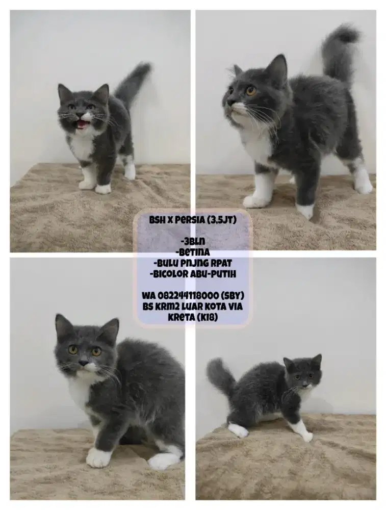 Kucing Persia x Bsh (Bicolor)