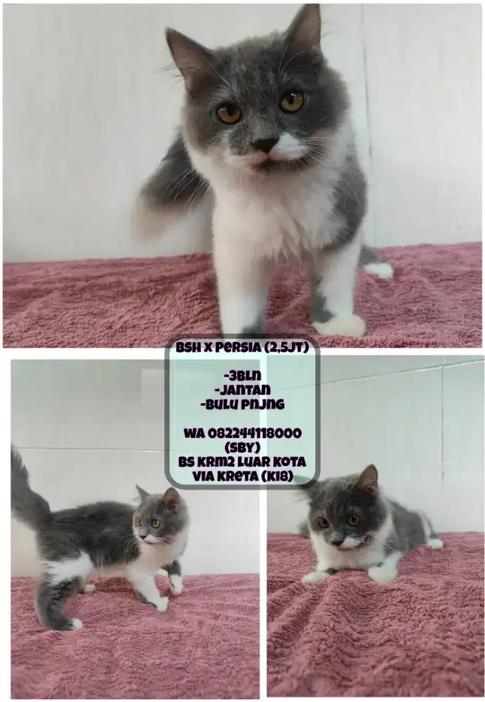 Kucing Persia x Bsh (Bicolor)