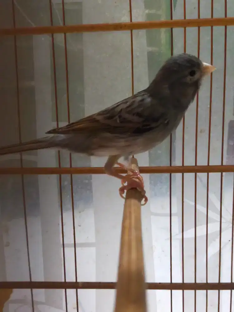 Burung kenari warna abu gacor door