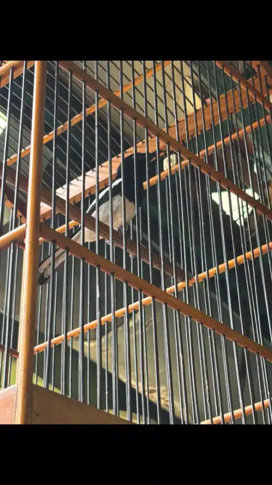 Kacer Dada Putih Jantan Sudah Rajin Bunyi