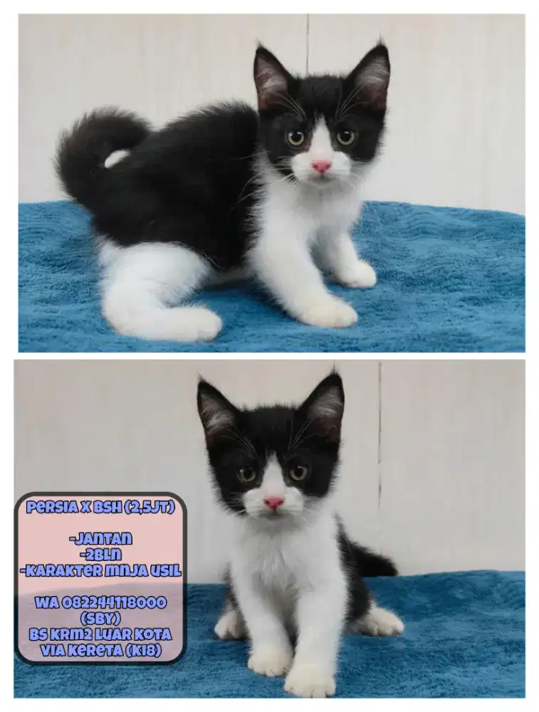 Kucing Bsh x Bsh (Bicolor)