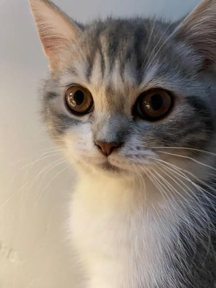 Kucing Scottish Straight Abu Putih Jantan Mix